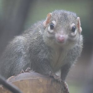 Northern Treeshrew