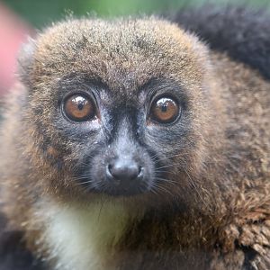 Red Belied Lemur