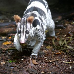 Lien - Owlston's Civet