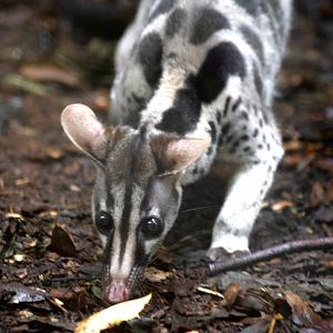 Lien - Owlston's Civet