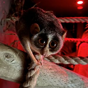 Grey Slender Loris