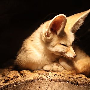 Fennec Fox