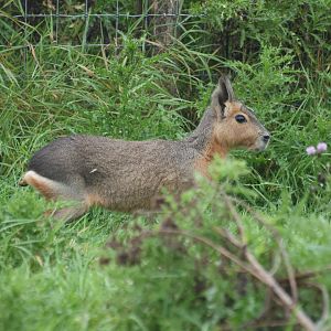 Patagonian Mara
