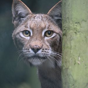 Lynx