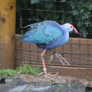 Purple Swamphen