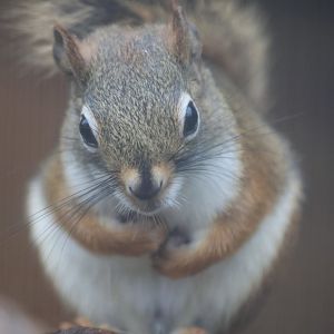 American Red Squirrel