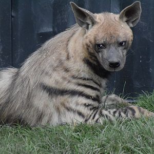 Wildkatzenzentrum Felidae - Barbary hyena