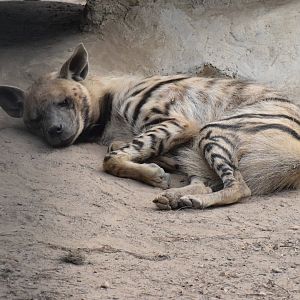 Wildkatzenzentrum Felida - Barbary hyena