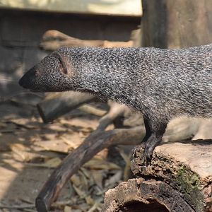Wildkatzenzentrum Felidae - Egyptian mongoose