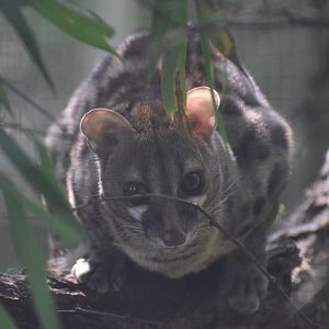 Wildkatzenzentrum Felidae - Rusty-spotted genet