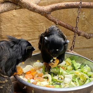 Red-bellied tamarins feeding 140923