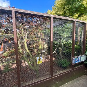 Cotton-top tamarin enclosure 140923