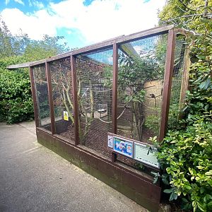 Cotton-top tamarin enclosure 140923