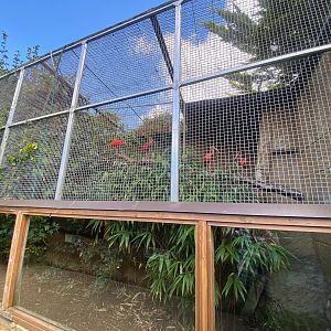 Temporary Scarlet Ibis Aviary 140923