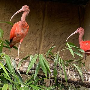 Scarlet ibises 140923