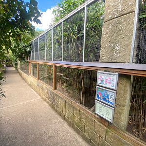 Ocelot enclosure 140923