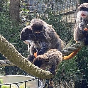 Bearded emperor tamarins 140923