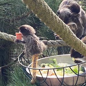 Juvenile Bearded emperor tamarin 140923