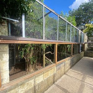 Ocelot enclosure 140923