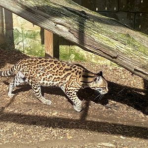 Ocelot 140923