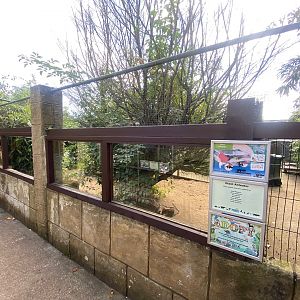 Giant anteater enclosure 140923