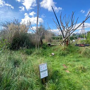 Ring-tailed Lemur walkthrough 140923