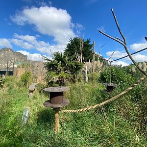 Ring-tailed Lemur walkthrough 140923