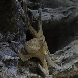 Common octopus