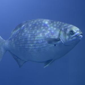 Bermuda sea chub