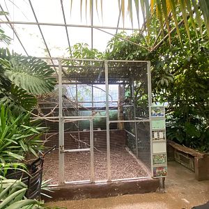Plate-billed mountain toucan aviary 140923