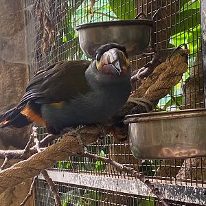 Plate-billed mountain toucan 140923