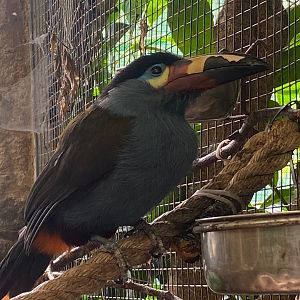 Plate-billed mountain toucan 140923