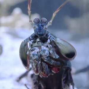 Mantis shrimp