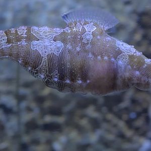 Lined seahorse racing