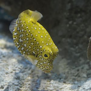 Yellow boxfish