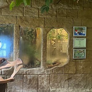 Spectacled caiman enclosure 140923