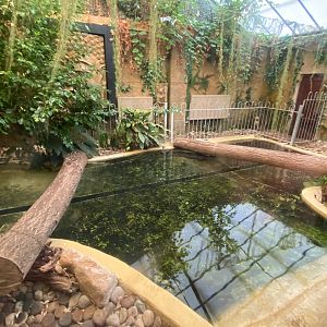 Spectacled caiman enclosure 140923