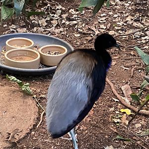 Grey-winged trumpeter 140923