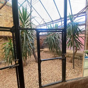 Golden-headed lion tamarin enclosure 140923