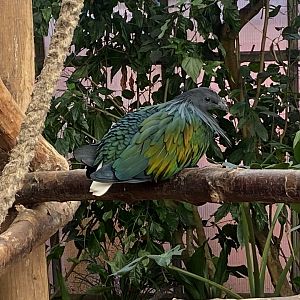Nicobar pigeon 140923