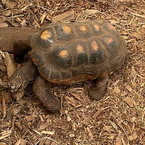 Red-footed tortoise 140923