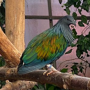 Nicobar pigeon 140923