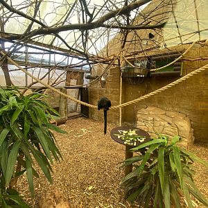 Goeldi’s monkey, White-faced saki and Linnaeus’ two-toed sloth enclosure 140923