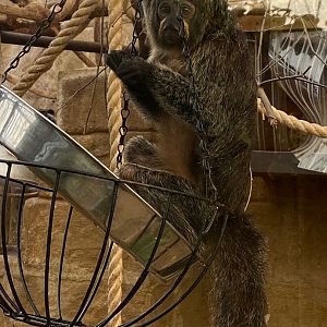 White-faced saki 140923