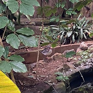 Unidentified duck species? 140923