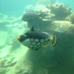 Clown Triggerfish - Neptune's Reefworld 2013