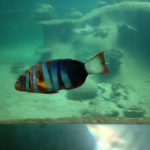 Harlequin Tuskfish - Neptune's Reefworld 2013