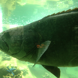 Queensland Grouper - Neptune's Reefworld 2013