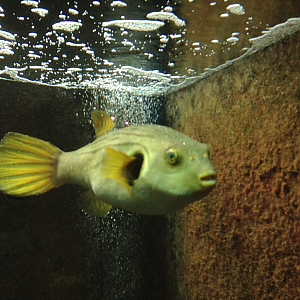 Narrow-lined Puffer - Neptune's Reefworld 2013
