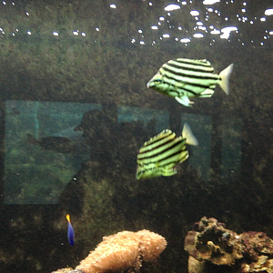 East-Australian Stripey - Neptune's Reefworld 2013